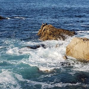 Meet your Posher, Priscilla